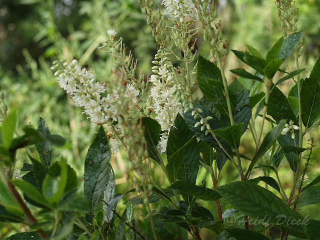 Clethra alnifolia Hummingbirth.jpg